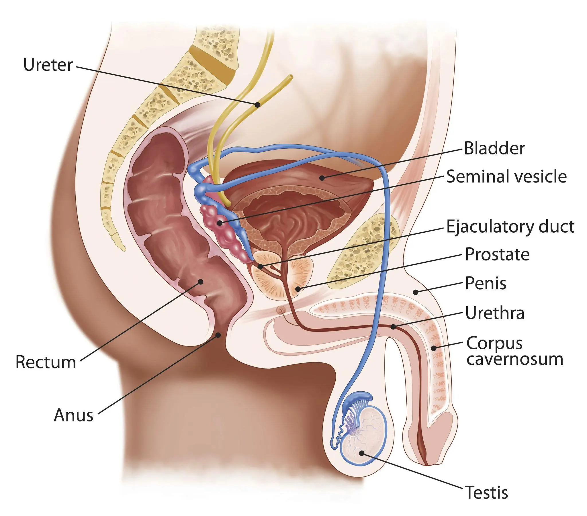 Color anatomical illustration of the prostate and surrounding urinary system functions.
