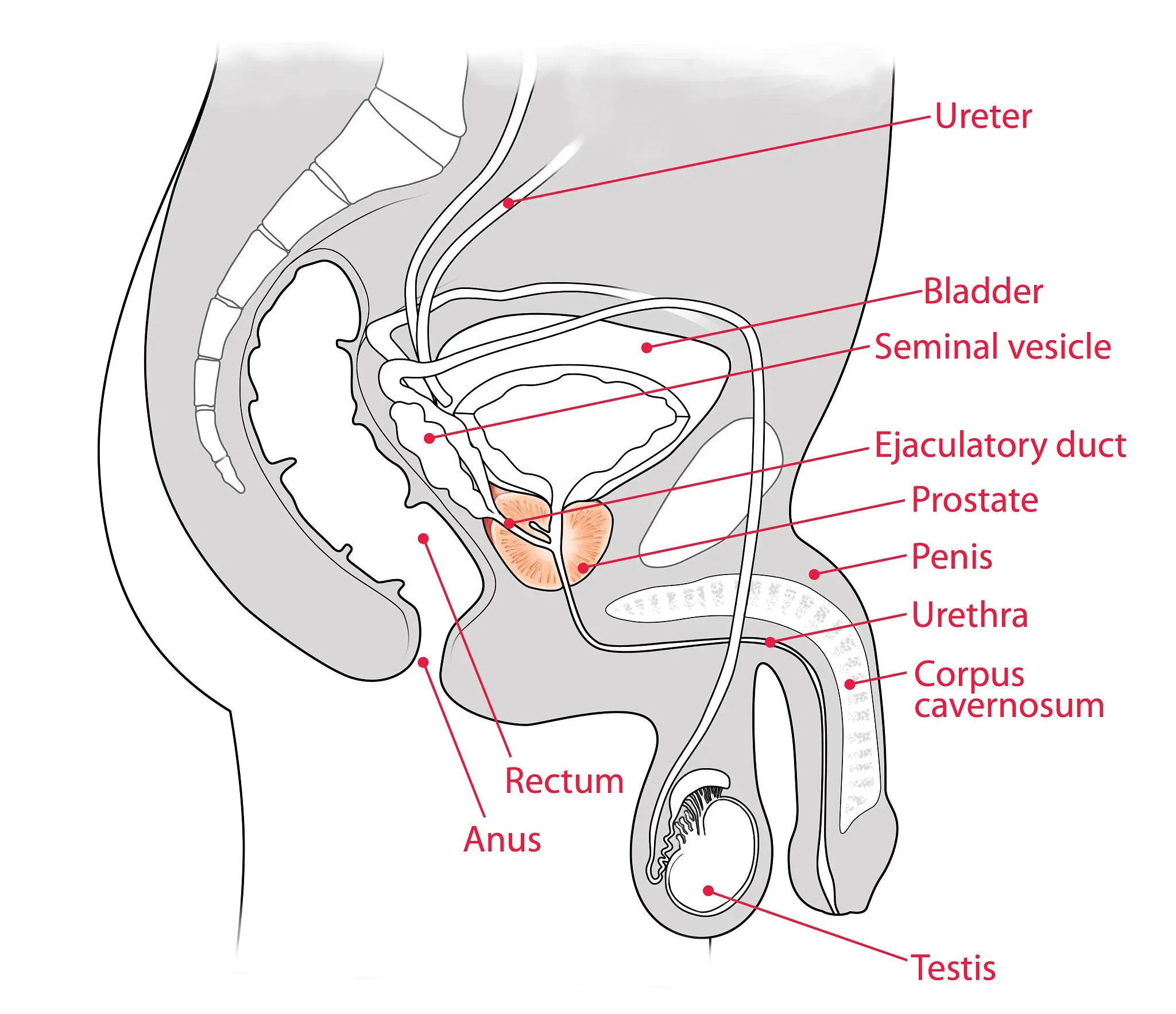 Anatomical overview diagram of the prostate and its related functions.